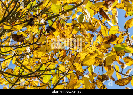 Colorato Foglie di autunno, giallo Foglie di autunno in una giornata di sole nel mese di ottobre Foto Stock