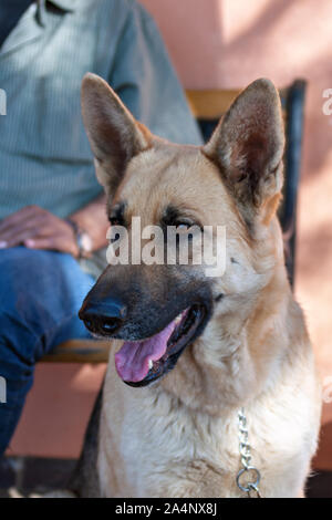 German Shepard cane attenta posizione di appoggio con il proprietario su un banco di lavoro Foto Stock