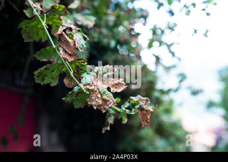 Foglie di tornitura, Annecy, Francia Foto Stock