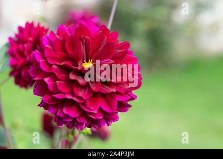 Red dahlia Grueyere a castello nell'antica città di Gruyère, Svizzera Foto Stock