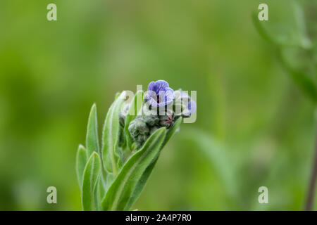 Blue Hound linguetta della fioritura in primavera Foto Stock
