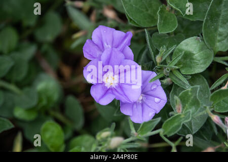 Roccia blu centinodia fiore in fiore Foto Stock