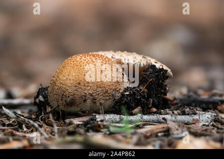 Blusher funghi che crescono in primavera Foto Stock