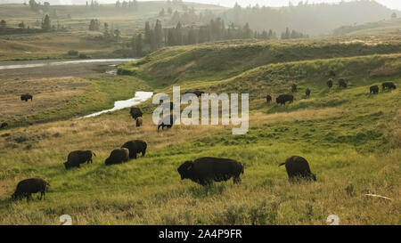 Nel tardo pomeriggio colpo di una mandria di bisonti dal lamar nel fiume Yellowstone Foto Stock