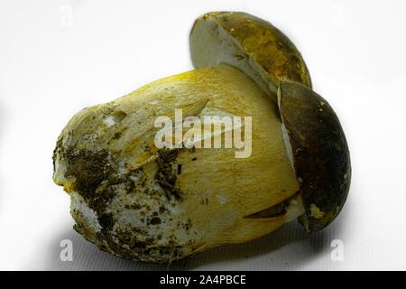 Isolato wild Boletus edulis funghi porcini su sfondo bianco, cibo di autunno Foto Stock