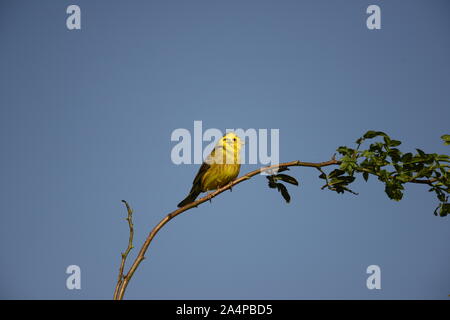 Zigolo giallo Foto Stock