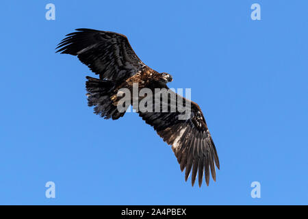 Un bambino aquila calva in volo contro un cielo blu. Foto Stock