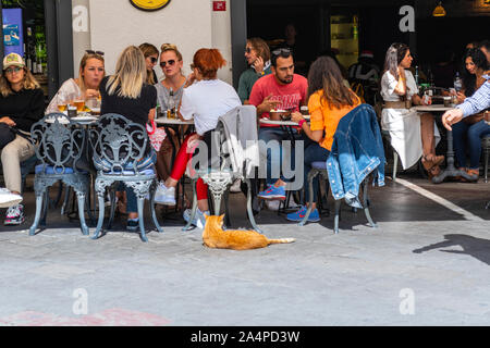 Turisti e Turca locale cenare a fianco di una dispersione di colore arancione tabby cat con un outdoor cafe ristorante nel quartiere di Galata di Istanbul in Turchia Foto Stock