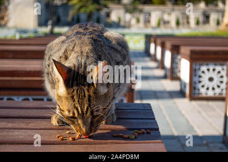 Chiudere il colpo di un disperso tabby cat mangiare cibo secco di fronte alla Moschea Blu sulla piazza di Sultanahmet ad Istanbul in Turchia Foto Stock