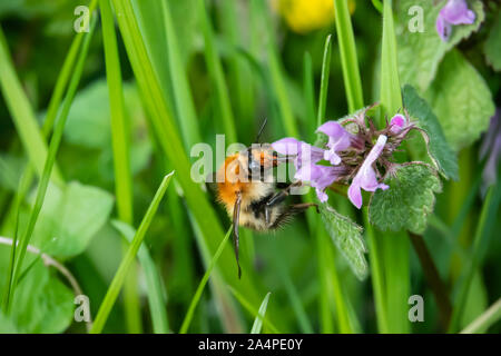 Carda Bumblebee su Dead ortica fiori in primavera Foto Stock