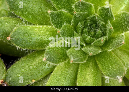 Immagine macro di piante succulente con goccioline di acqua