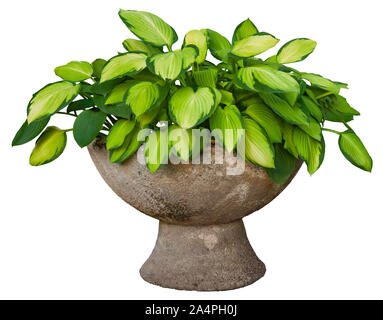 Pianta in vaso. Pianta verde isolato su sfondo bianco. Il fogliame di esclusione in uno stabilimento di pietra pot per garden design. Alta qualità di maschera di ritaglio. Foto Stock