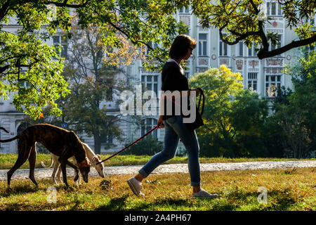 Donna con due cani greyhound che cammina a Praga Riegrovy Sady City Park autunno Vinohrady Prague Park Czech Republic Daily Life Foto Stock