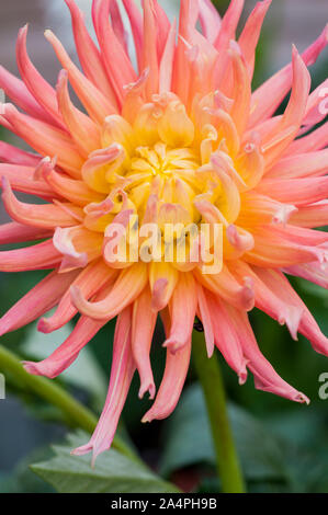 Dahlia Alfred Grille in stretta fino a rosa e limone tipo cactus dahlia con petali incurve ed è ideale come un fiore reciso Foto Stock
