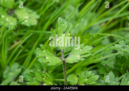 Ranuncolo strisciante foglie in primavera Foto Stock