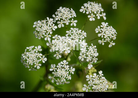 Mucca Prezzemolo fiori in fiore in primavera Foto Stock