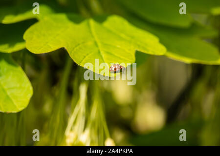 Crema di latte macchiato coccinella sulla foglia di primavera Foto Stock