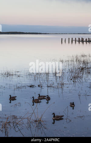 Oche del Canada alimentazione nella mattina presto vicino alla riva lungo il lungomare di Steveston in British Columbia Canada Foto Stock