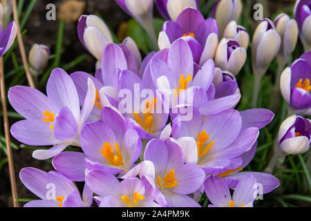 Crocus fiori che sbocciano in inverno Foto Stock