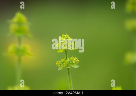 Crosswort fiori in fiore in primavera Foto Stock