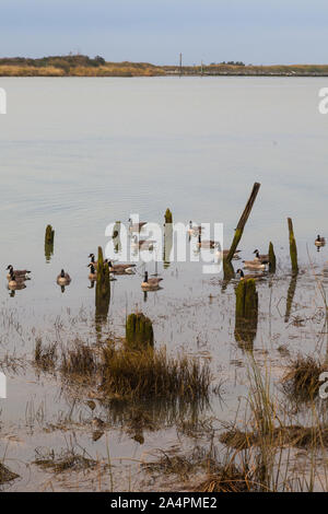 Oche del Canada e sandpipers alimentazione nella palude costiera sul lato del fiume Fraser estuario in Steveston della Columbia britannica in Canada Foto Stock