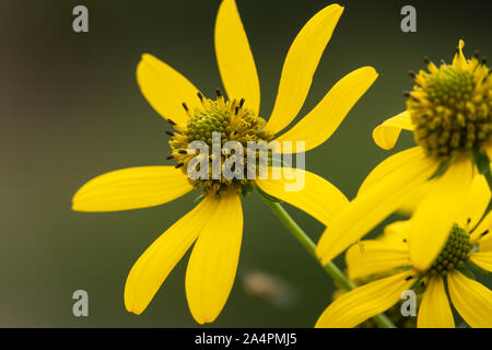 Cutleaf Coneflowers in fiore Foto Stock