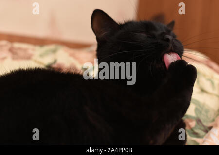 Gatto nero leccare zampa sul letto Foto Stock