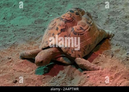 Tartaruga Aldabra nella sabbia Foto Stock