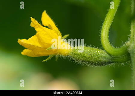 Fioritura piccolo giovane crescente di cetriolo in serra a eco azienda agricola. Macrofotografia, vista ravvicinata di freschezza naturale verdure. Foto Stock