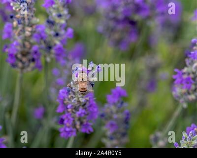 Il miele delle api su fiori di lavanda. Foto Stock