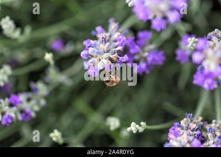 Il miele delle api su fiori di lavanda. Foto Stock