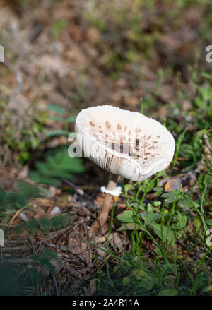 Ombrellone funghi nei boschi. Foto Stock