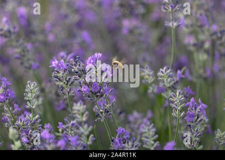 Il miele delle api su fiori di lavanda. Foto Stock