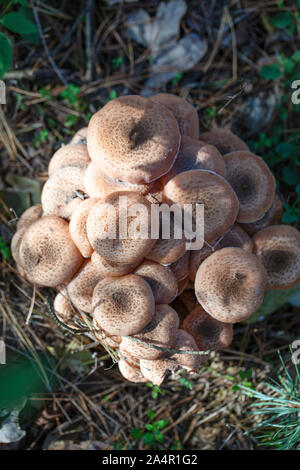 Il miele fungo - funghi nei boschi polacchi. Foto Stock