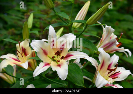 Gigli asiatici in estate nel Nuovo Messico presso i giardini botanici Foto Stock