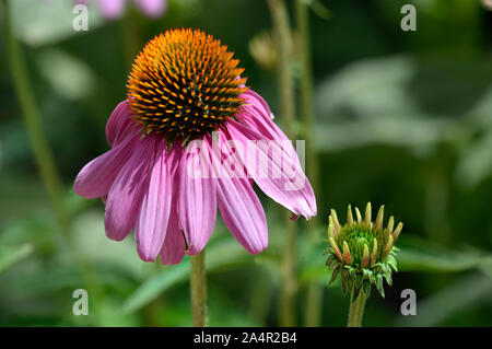 Purple Coneflower o Echinacea Purpurea Foto Stock