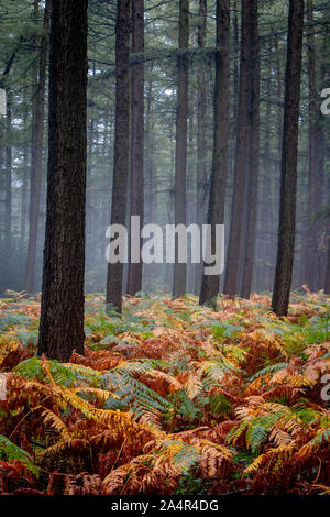 In autunno la foresta di felci in arancione e marrone in una piovosa e nebbioso giorno. Foto scattata nelle vicinanze e Gemmenich Sippenaeken Belgio Foto Stock