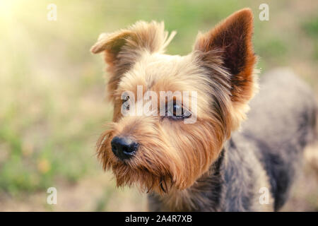 Yorkshire Terrier su sfondo di erba Foto Stock