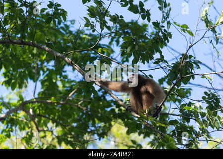 Il lar gibbone (Hylobates lar), noto anche come il bianco-consegnato gibbone, è un primate minacciate in gibbone famiglia Hylobatidae. Foto Stock