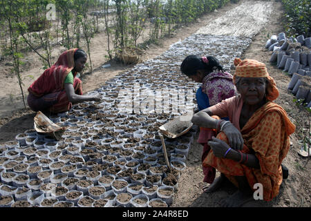 Le donne la semina di semi, in corrispondenza di una piantagione di tè in Alujori, Jaflong, sylhet, Bangladesh. Il 18 gennaio 2010. Foto Stock