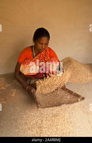 Una donna dalla comunità Santal winnows paddy nella veranda di casa sua, in Joypurhat, Rajshahi, Bangladesh. Il 20 maggio 2011..L'Santals sono una minoranza etnica a vivere in una comunità in diversi distretti di Rajshahi divisione in Bangladesh. La maggior parte non proprio a terra e il lavoro come tutti i giorni pagati operai per retribuzioni molto basse. Gran parte dei miglioramenti apportati in termini di tecnologia hanno bypassato queste comunità isolate dove dominano i maschi e le donne sostenere il fardello di agricoltura e di effettuare altri mezzi di sussistenza.Santals sono anche il gruppo etnico in India dove hanno insediamenti negli stati di Jharkhand, Wes Foto Stock