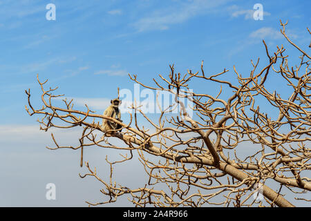 Grigio scimmia langur su albero vicino Palazzo monsone in Udaipur. Il Rajasthan. India Foto Stock