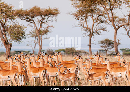 Grande mandria di African Impala in golden erba prato del Serengeti Grumeti riserva forestale di savana africana - Tanzania Safari wildlife viaggio durante il grande m Foto Stock