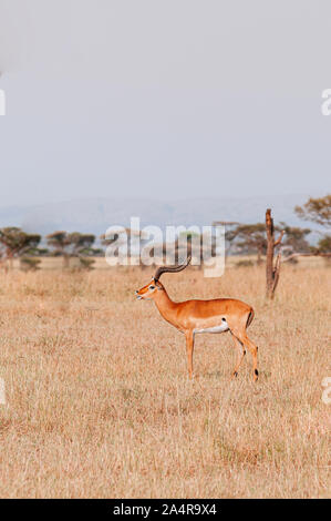 Un africano Impala in golden erba prato del Serengeti Grumeti riserva forestale di savana africana - Tanzania Safari wildlife viaggio durante la grande migrazione Foto Stock