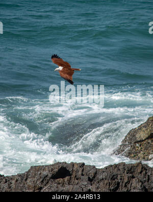 Brahminy Kite o Sea Eagle in volo, sorvolando le acque calme dell'oceano Pacifico vicino alle rocce al promontorio, NSW Australia Foto Stock