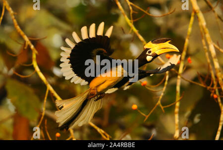 Malabar pied hornbill, Anthracoceros coronatus, Dandeli, Karnataka, India. Foto Stock