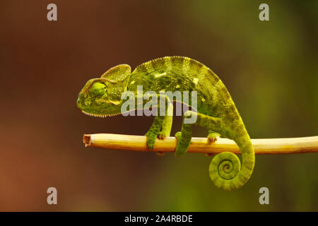 Indian camaleonte, Chamaeleo zeylanicus, Bandipur National Park, Karnataka, India. Foto Stock