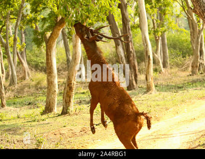 Sambhar cervi, Rusa unicolor a Nagarhole National Park in Karnataka, India Foto Stock