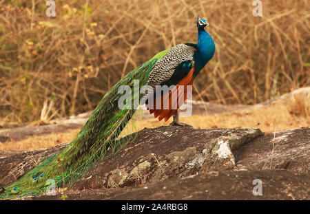 Peacock, Pavo cristatus a Bandipur National Park in Karnataka, India Foto Stock