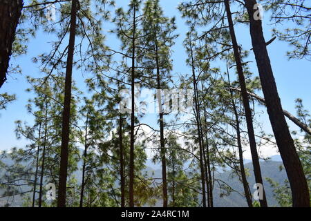 Foresta di alberi di pino in Nepal Hillside Foto Stock